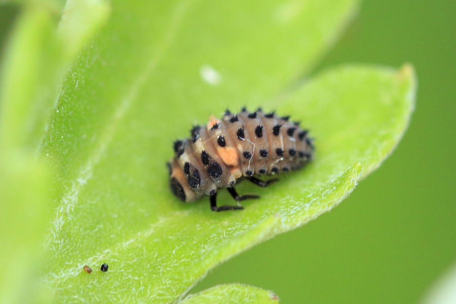 Hippodamia variegata - ciclo vitale